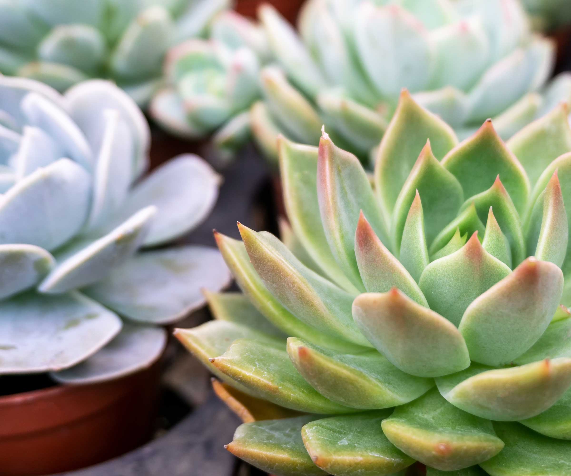 close-up of echeveria in pots