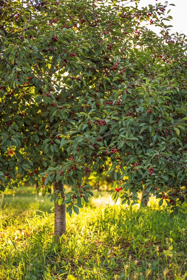sweet cherry tree prunus avium ready for harvest