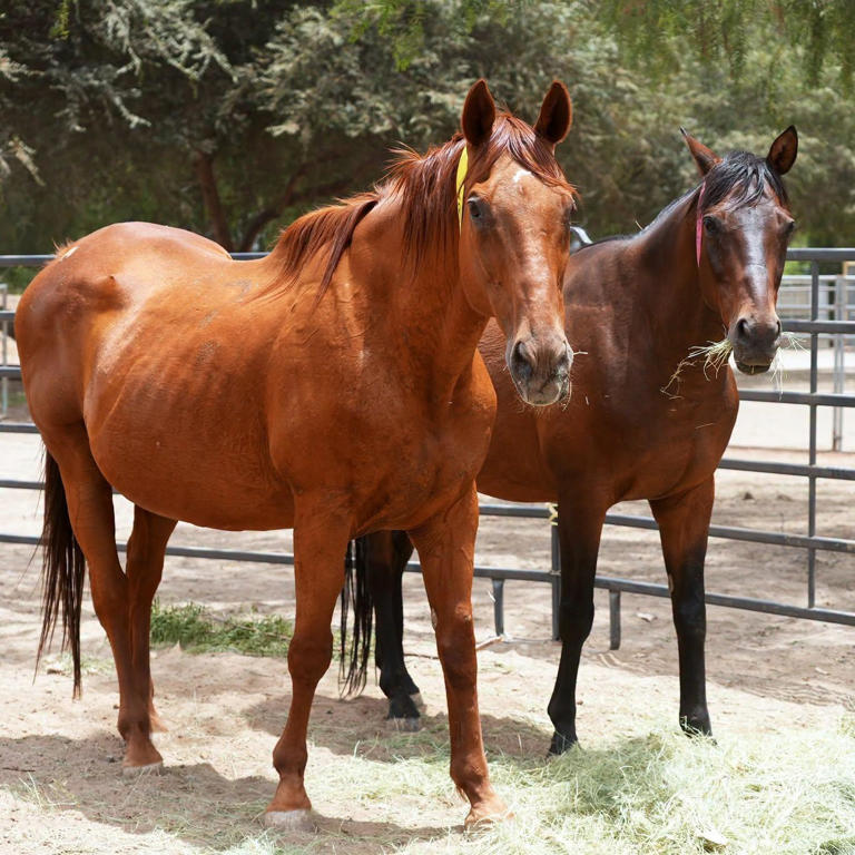 54 horses rescued from Villa Chardonnay Sanctuary in California