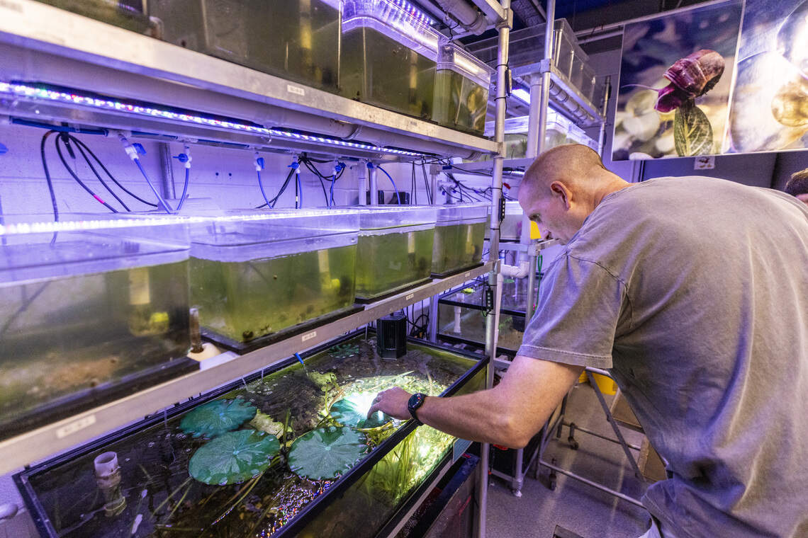 Chris Eads, assistant director and facility manager at the Yates Mill Aquatic Conservation Center in Raleigh, tends aquariums containing endangered magnificent ramshorn snails Wednesday, July 15, 2026. The center specializes in propagating endangered species native to North Carolina.