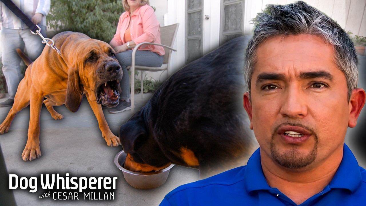 Food-aggressive dog will bite anyone over meals! Dog Whisperer with ...