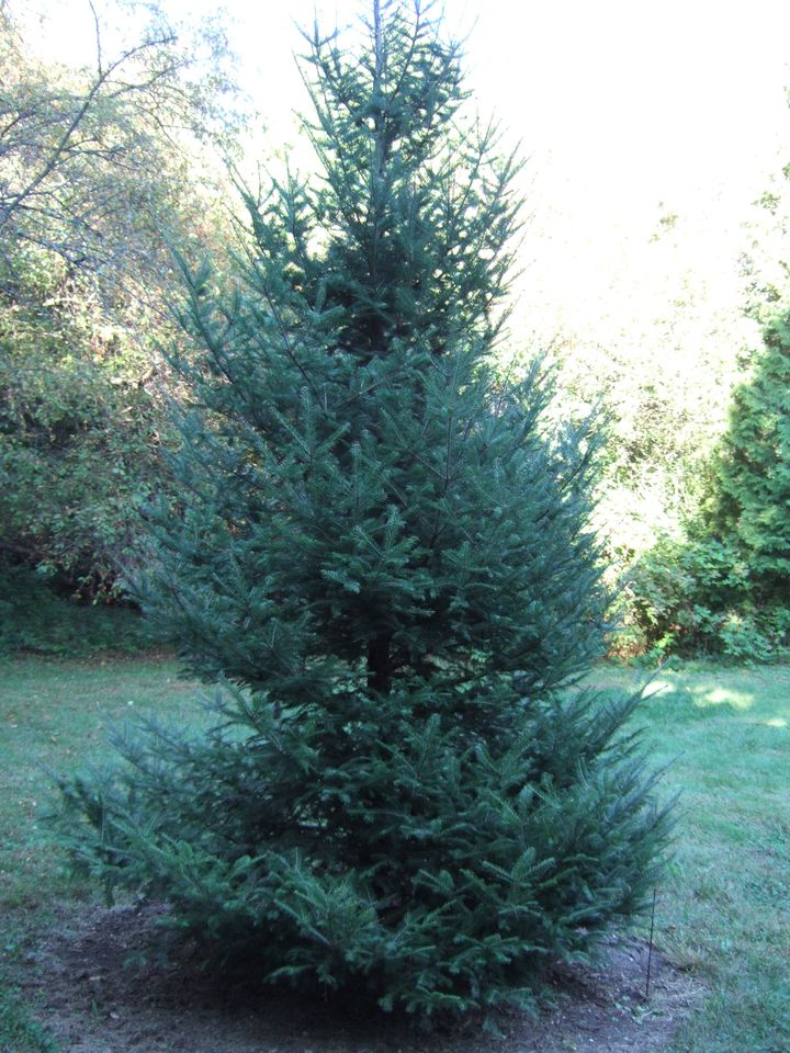 Balsam fir tree outside
