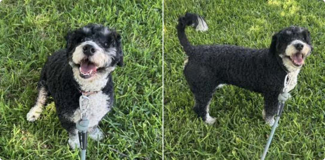 Meet Otis: The Sweet Soul Still Waiting for Someone to Choose Him Dianna Carney