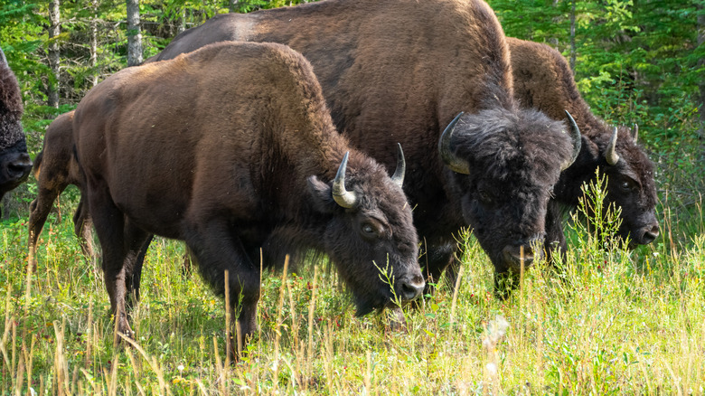 Wood bison grazing in Wood Buffalo National Park in Northwest Territories, Canada