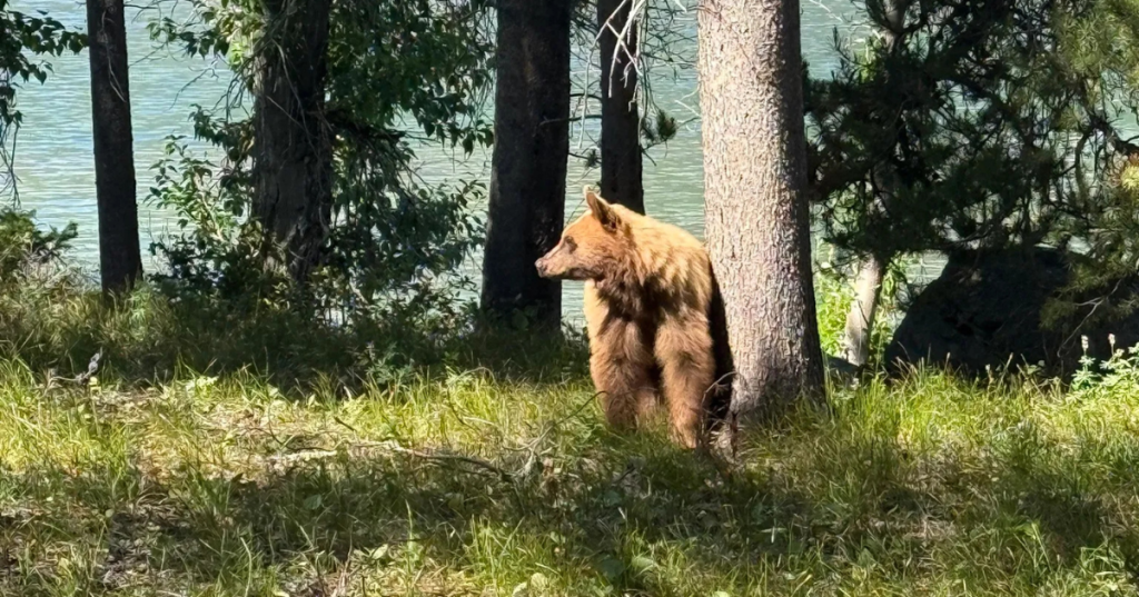 A black bear with tan fur stands near a tall tree along the shore of Leigh Lake in Grand Teton National Park.