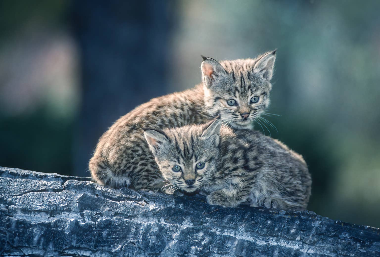 Woman Discovers Bobcat Raising Kittens in Her Backyard