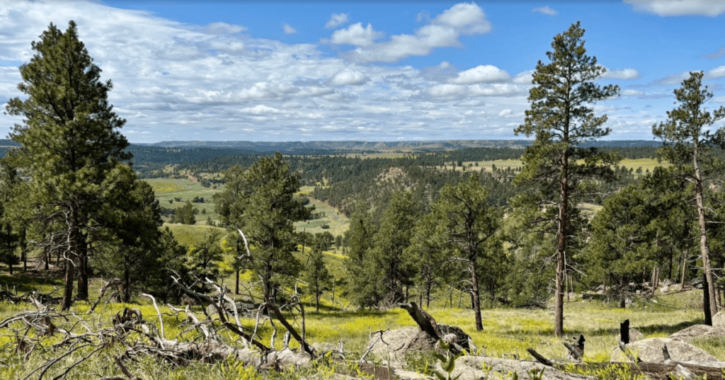 View from the Devils Tower Trail in Wyoming of towering trees, green fields, and vast sky.
