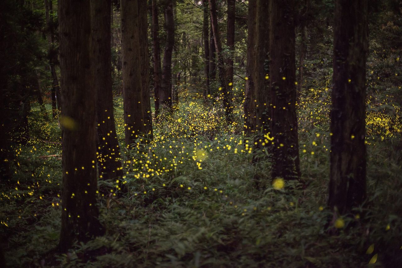 Fireflies or Lightning Bugs