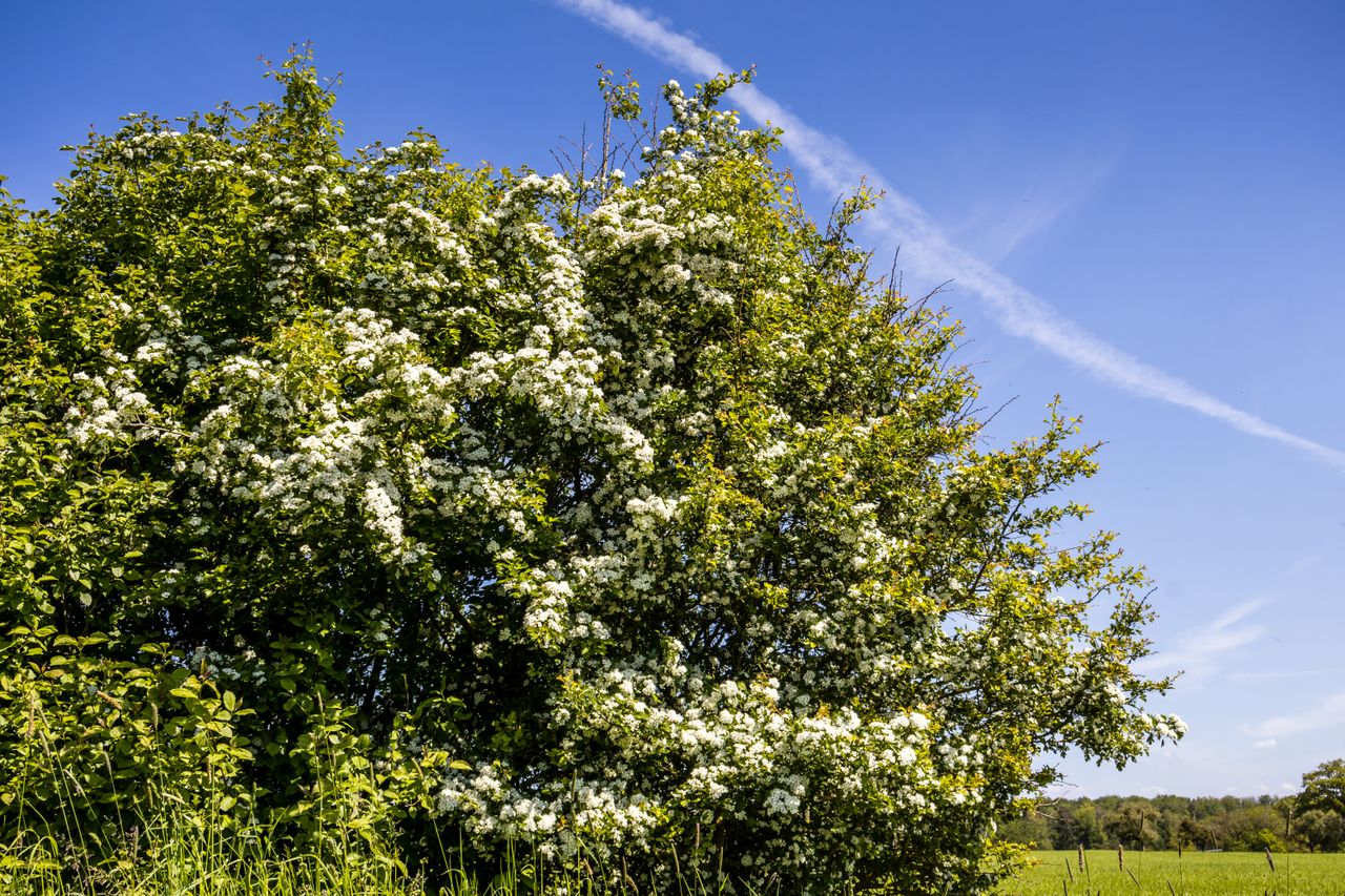 Blooming hawthorn tree