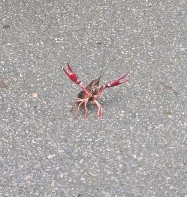 Ohio residents spot invasive crayfish on patios, but a self-cloning cousin may be the bigger threat