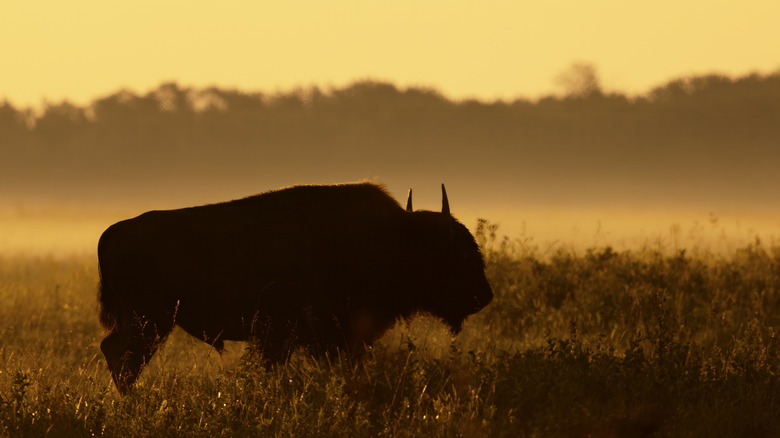 A bison in the morning at Elk Island National Park