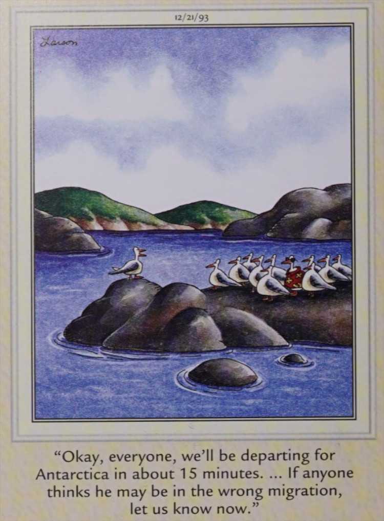 A flock of birds prepares for migration