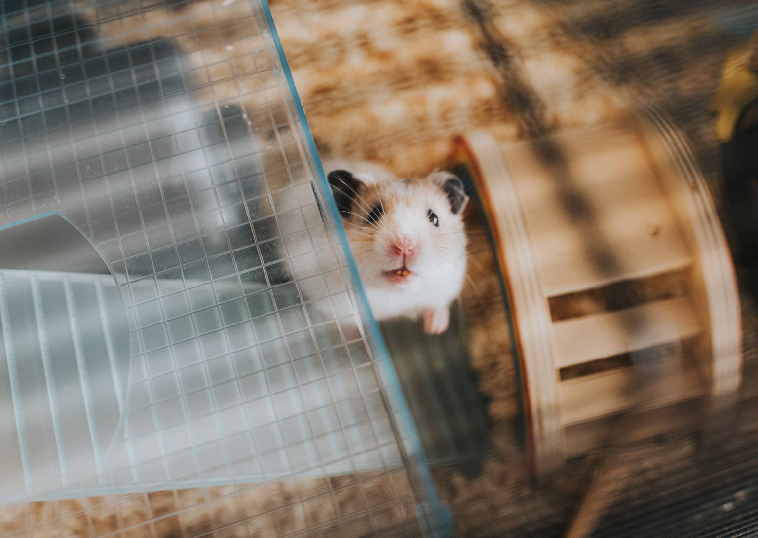 Watch Milkshake the hamster's heartwarming reaction when his mom returns home