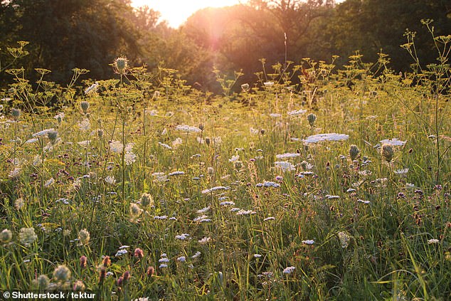 Council biodiversity drives means flower beds are being replaced by rewilding measures