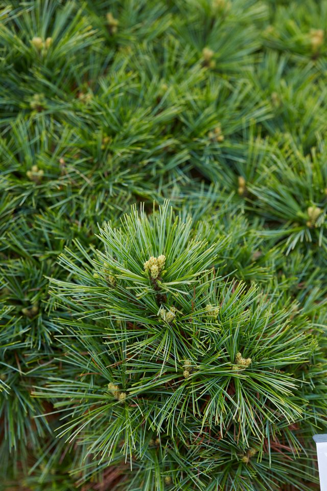 Eastern white pine tree