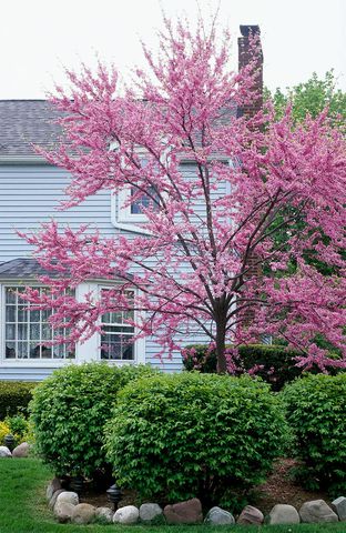 redbud cercis canadensis with pink flowers near blue house