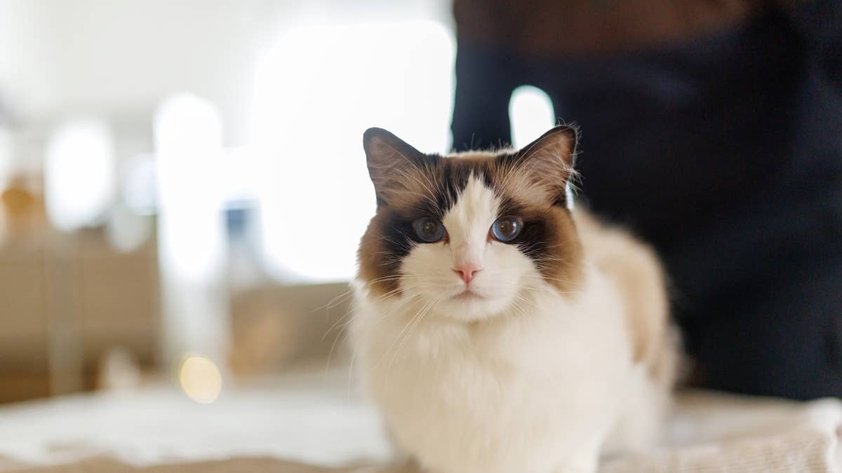 portrait-of-beautiful-fluffy-ragdoll-cat-sitting-on-table-and-looking-at-camera-at-home