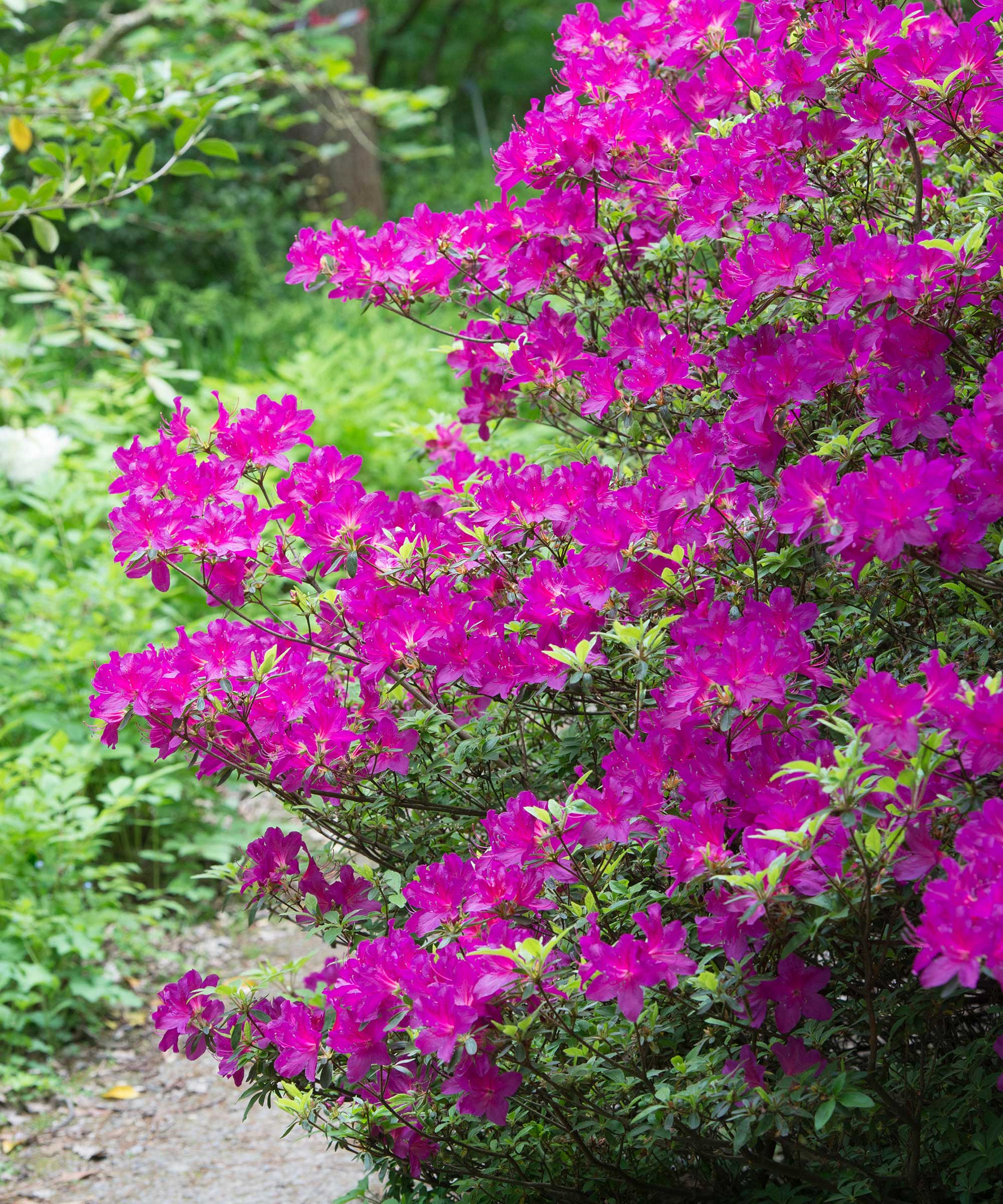 rhododendron