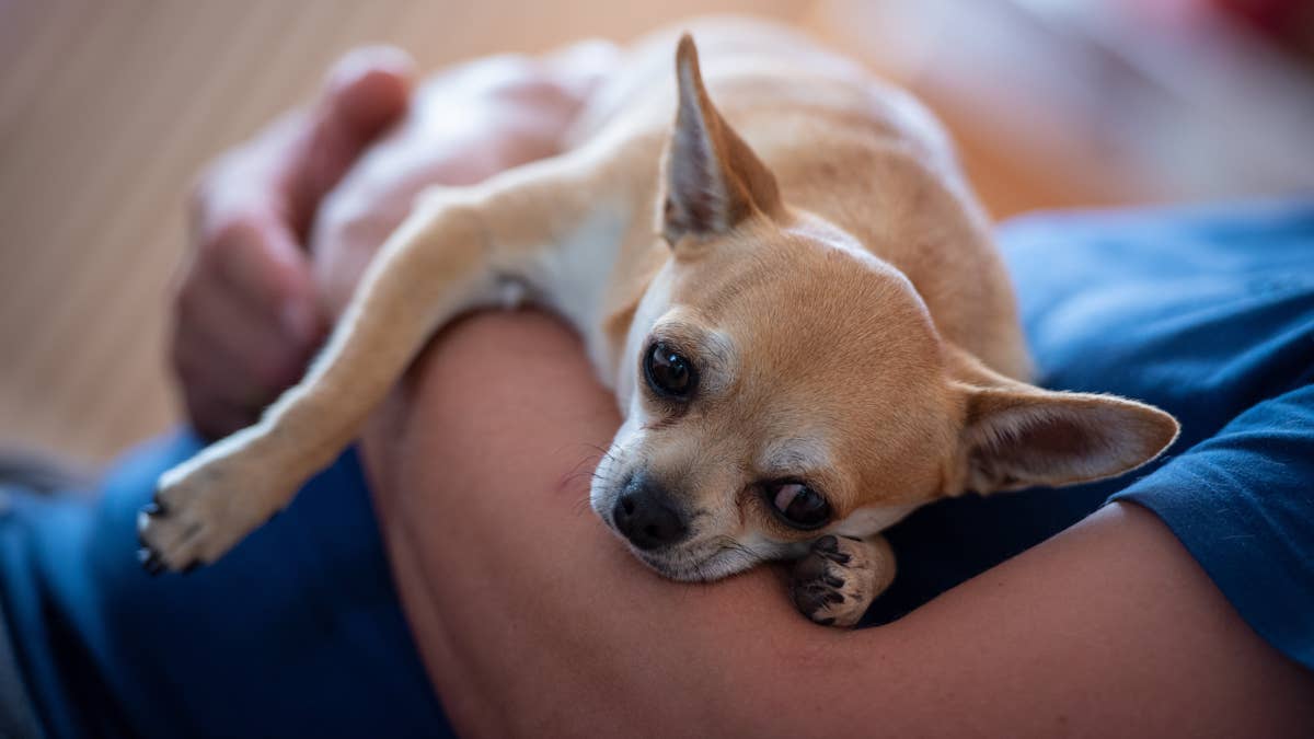 This chihuahua meets his new pug sibling, but his legs go viral instead