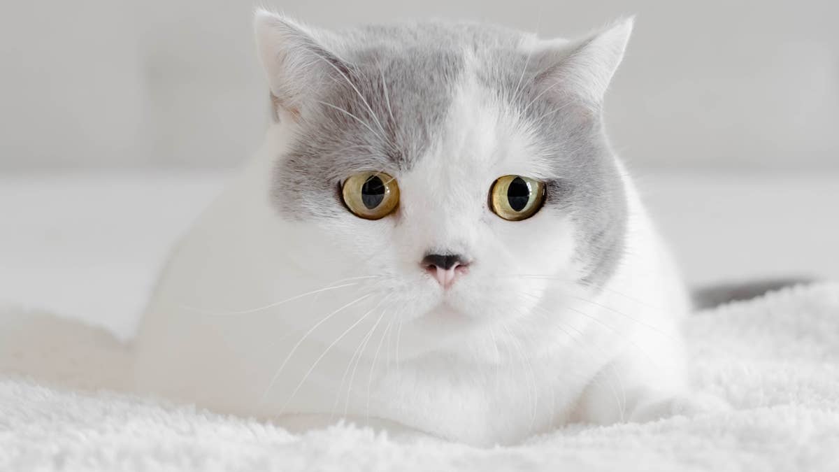 portrait-of-a-british-shorthair-cat
