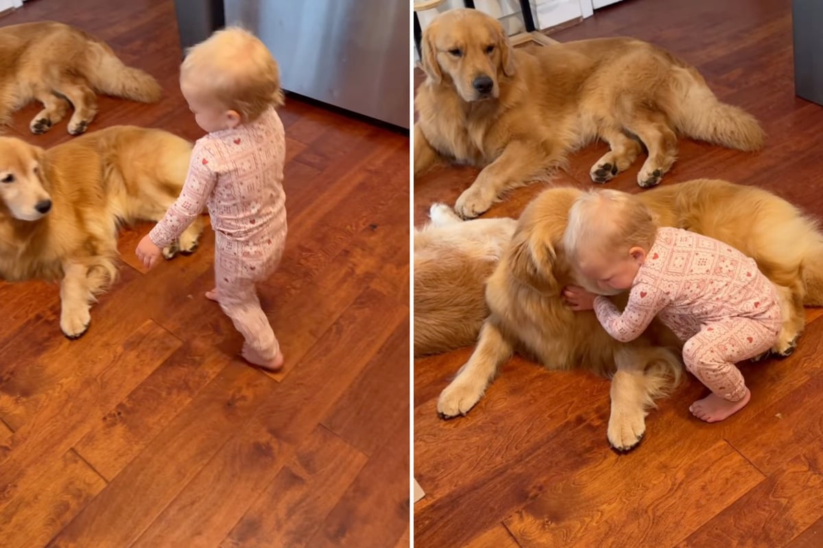 Sugar‑sweet routine: Little Honey gives each of the three Golden Retrievers a hug every morning.