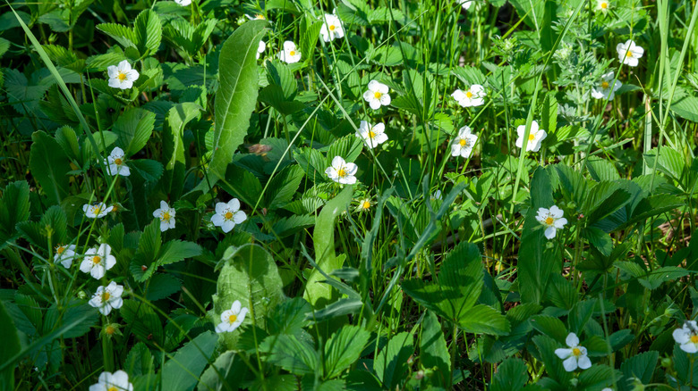 Wild strawberry ground cover with bright white flowers
