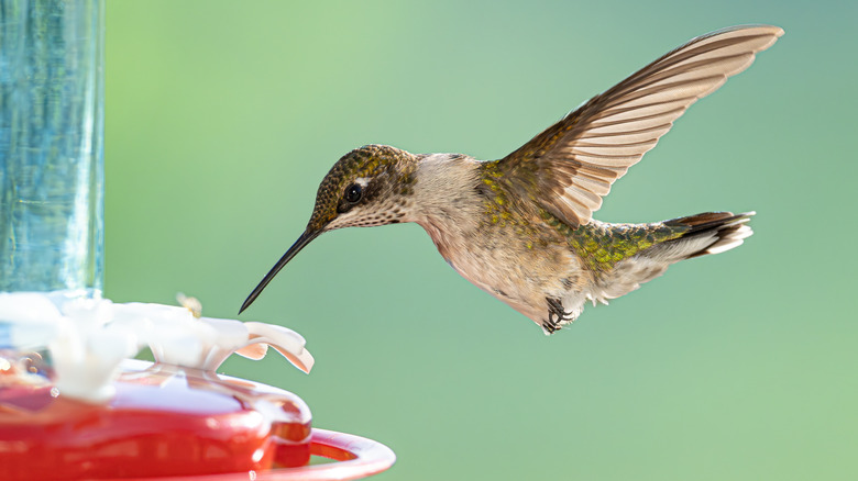Why You Should Think Twice Before Pouring Fresh Hummingbird Nectar Into Your Feeder