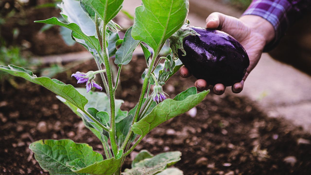 Do this one thing with your eggplant - this is the time to pinch out plants for a better yield