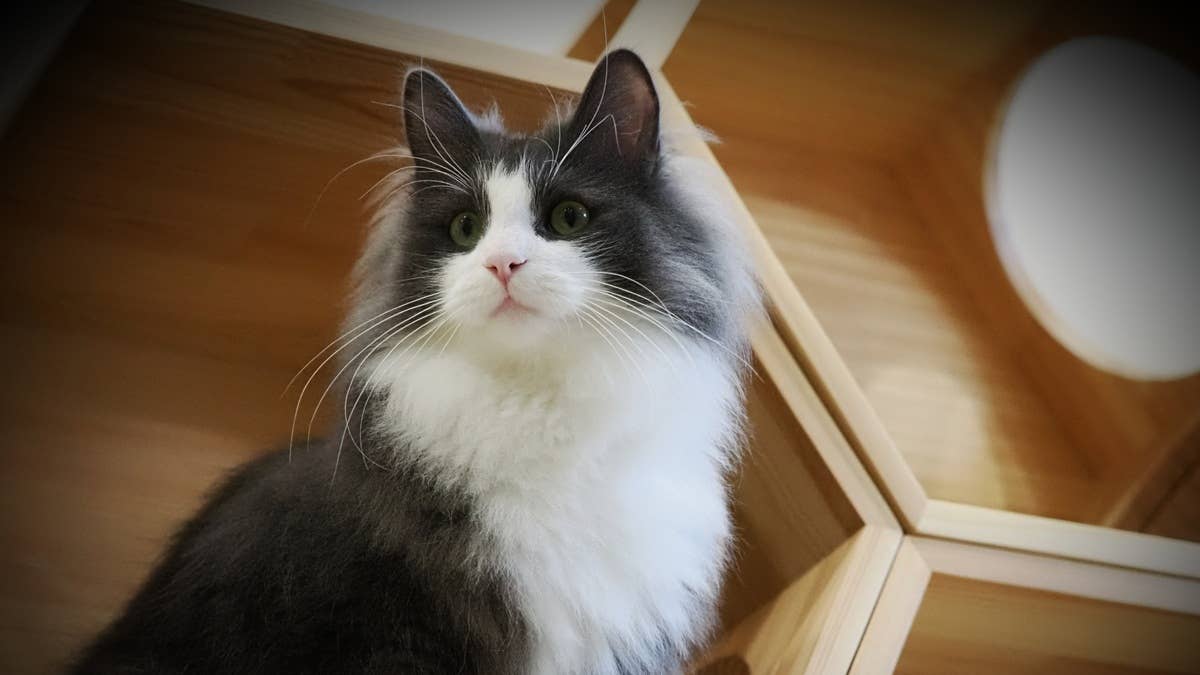norwegian-forest-cat-2