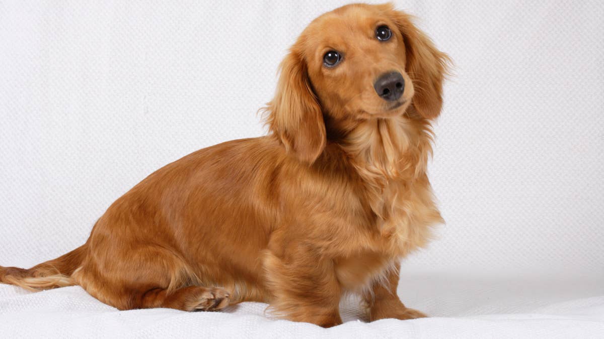 This mini dachshund’s adorable self-introduction will make your day