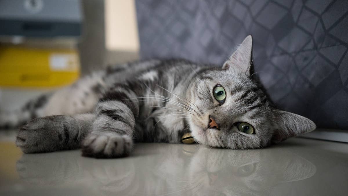 kitten-cat-american-short-hair-laydown-on-the-floor