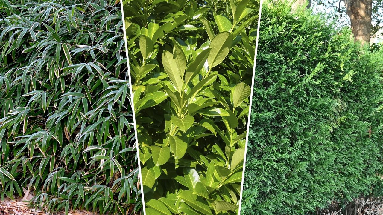 composite of three different plants that can devalue your home