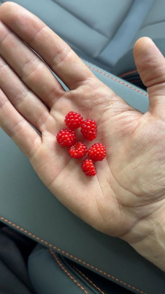 Ruby-red wineberries are ripening, and foragers say to eat the invasive fruit by the handful