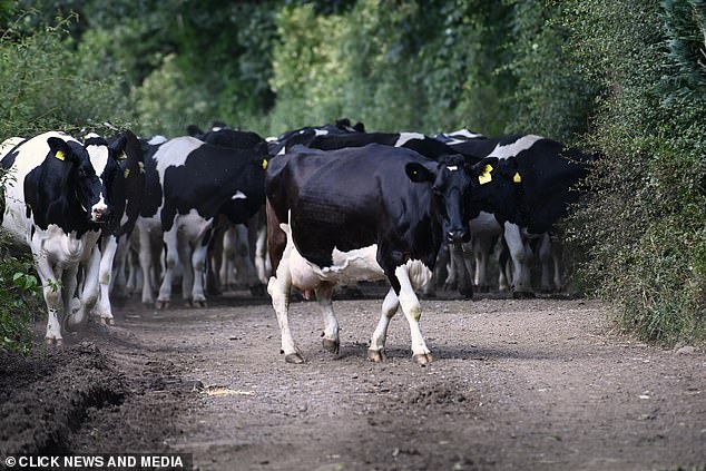 there was a slight hiccup when a herd of cows from a nearby farm ran towards the Georgian venue while the singer and Chris were saying their vows
