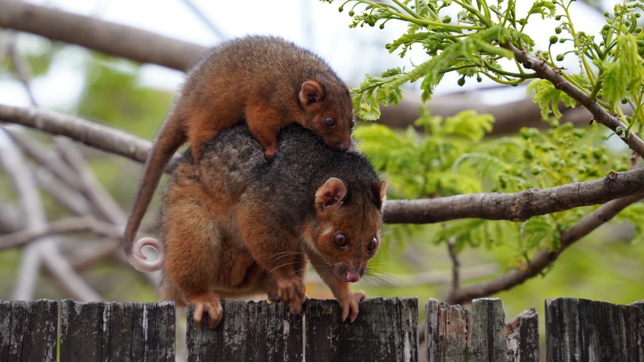 Two marsupials thought extinct for thousands of years turned up alive in New Guinea