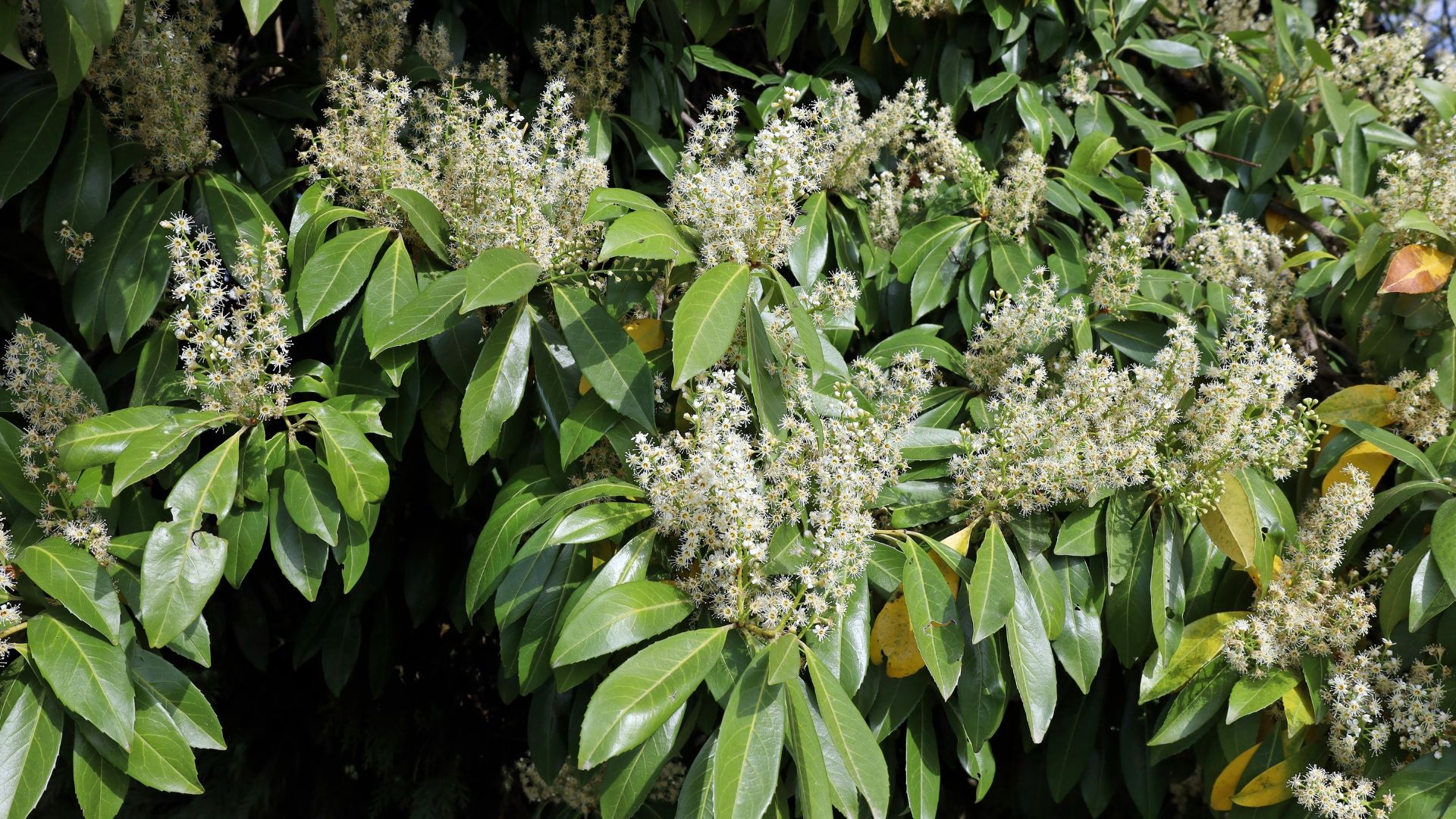 picture of cherry laurel in full bloom