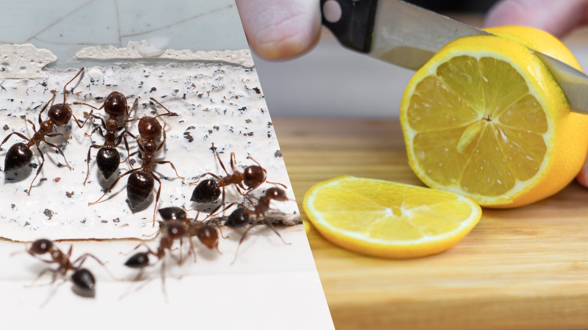 ants and citrus