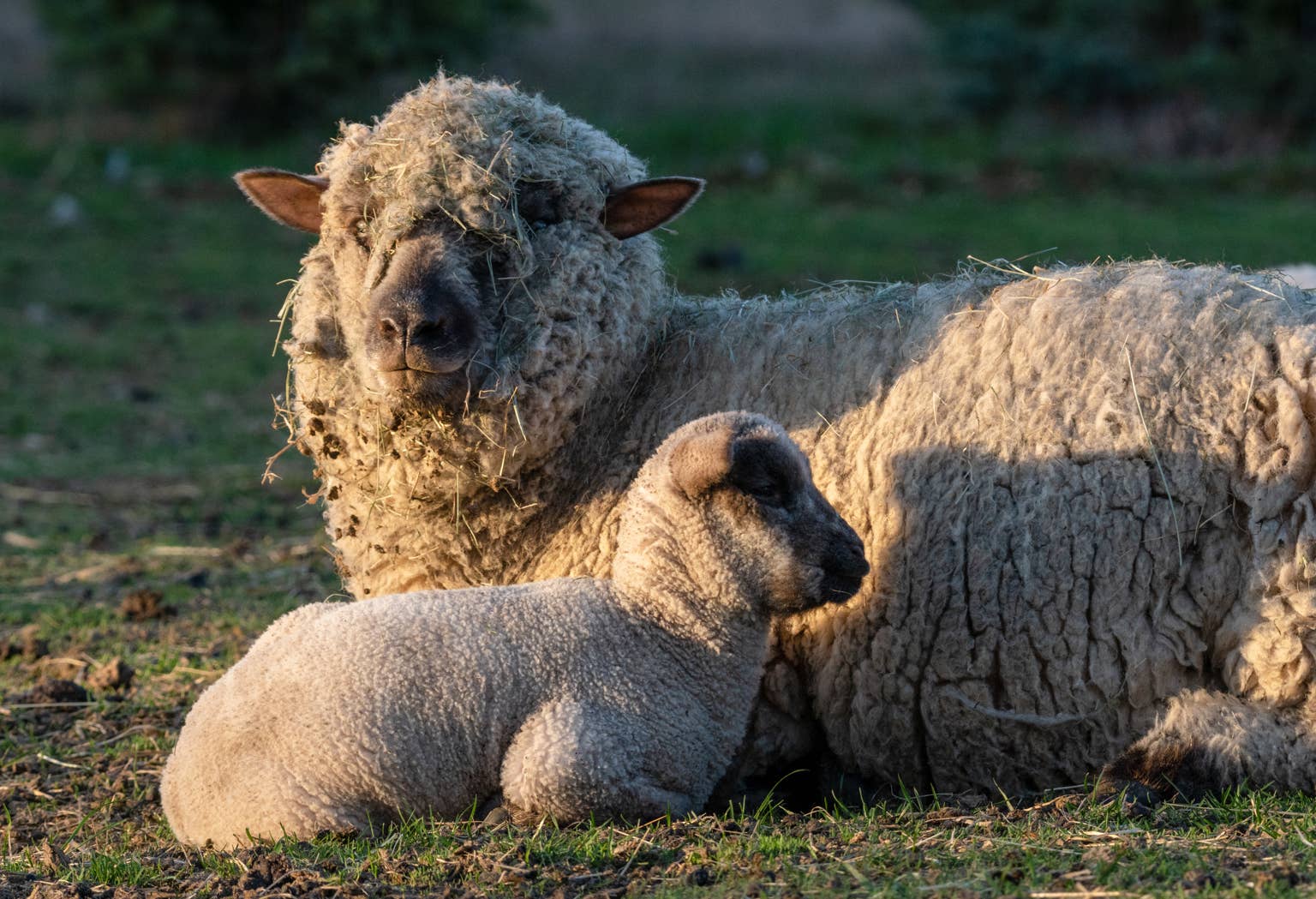 Watch a Mother Sheep Thank a Stranger for Saving Her Stuck Lamb in Heartwarming Video