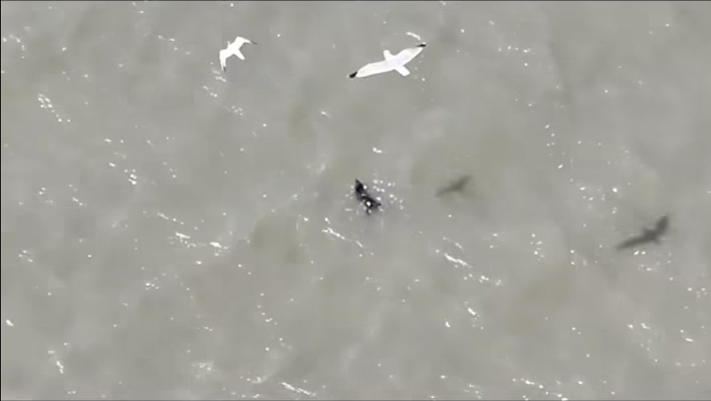 Lost pup found adrift in SF Bay survives seagull attacks before ‘action movie’ rescue
