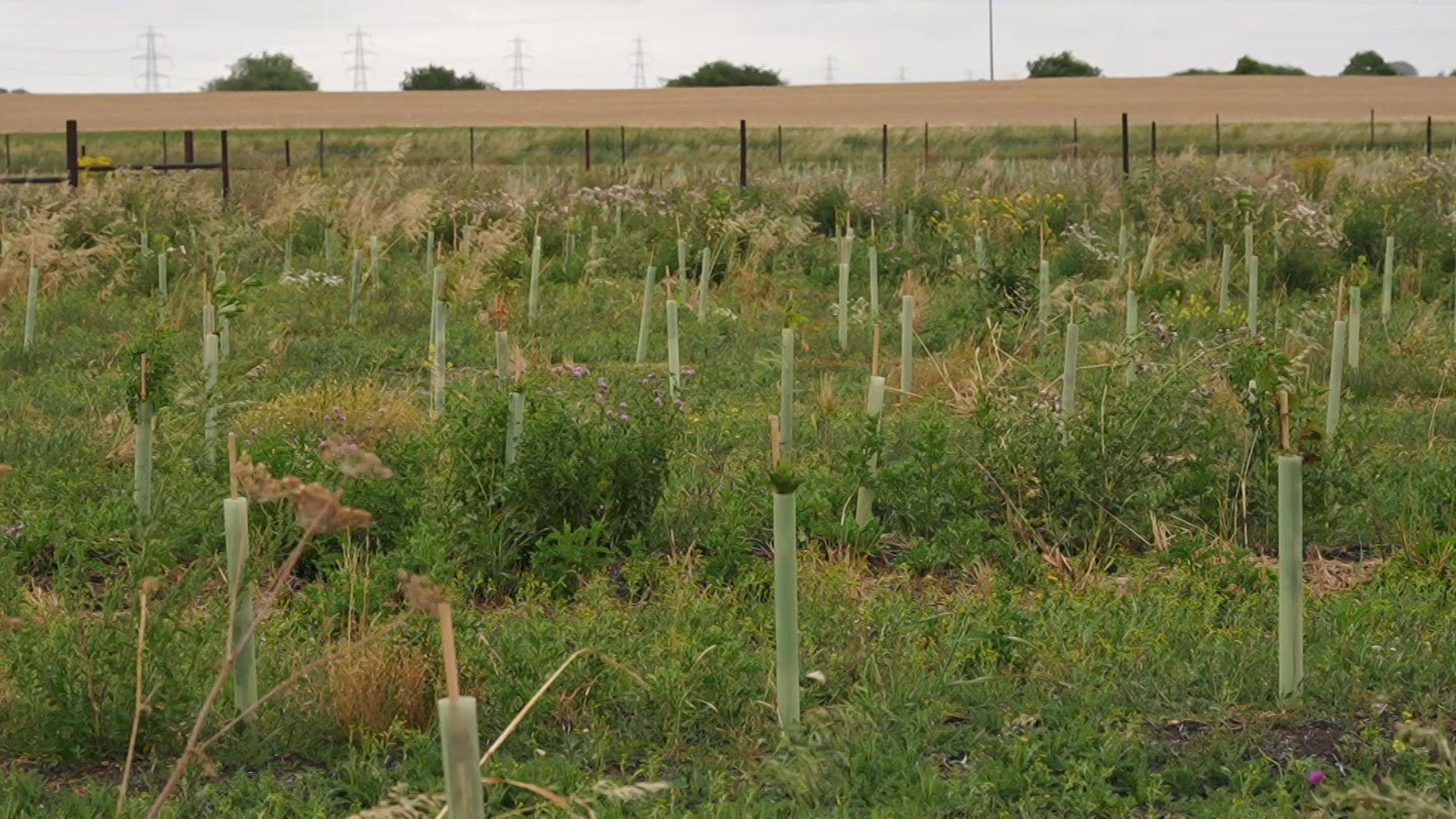 In total, 40,000 trees have been planted at Wiggenhall Woods in Norfolk