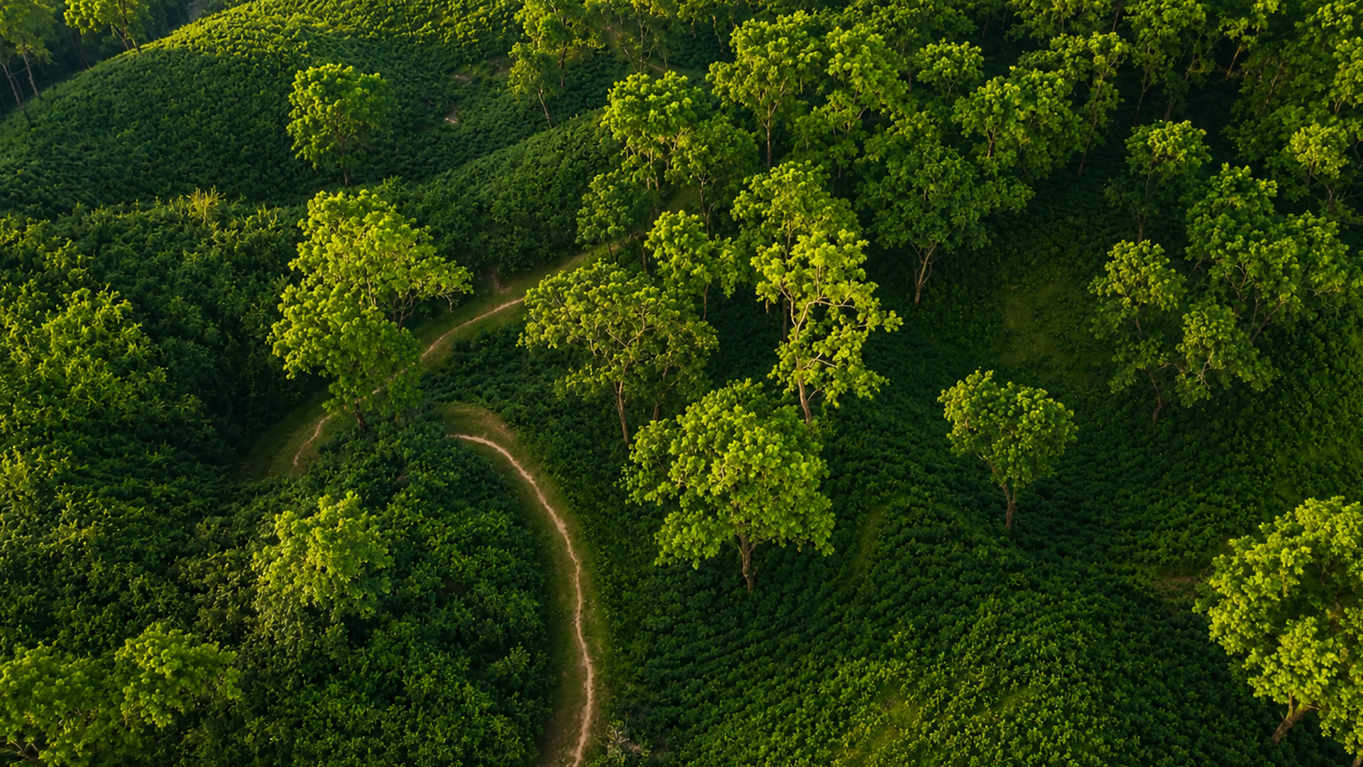 Workers follow these trails between endless tea rows