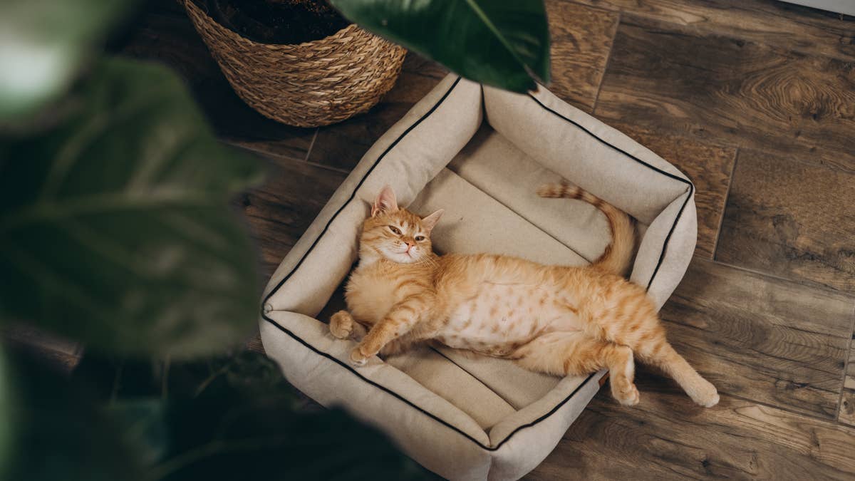 This Orange Cat’s Bizarre Sleeping Positions Are Going Viral for Being So Chaotic