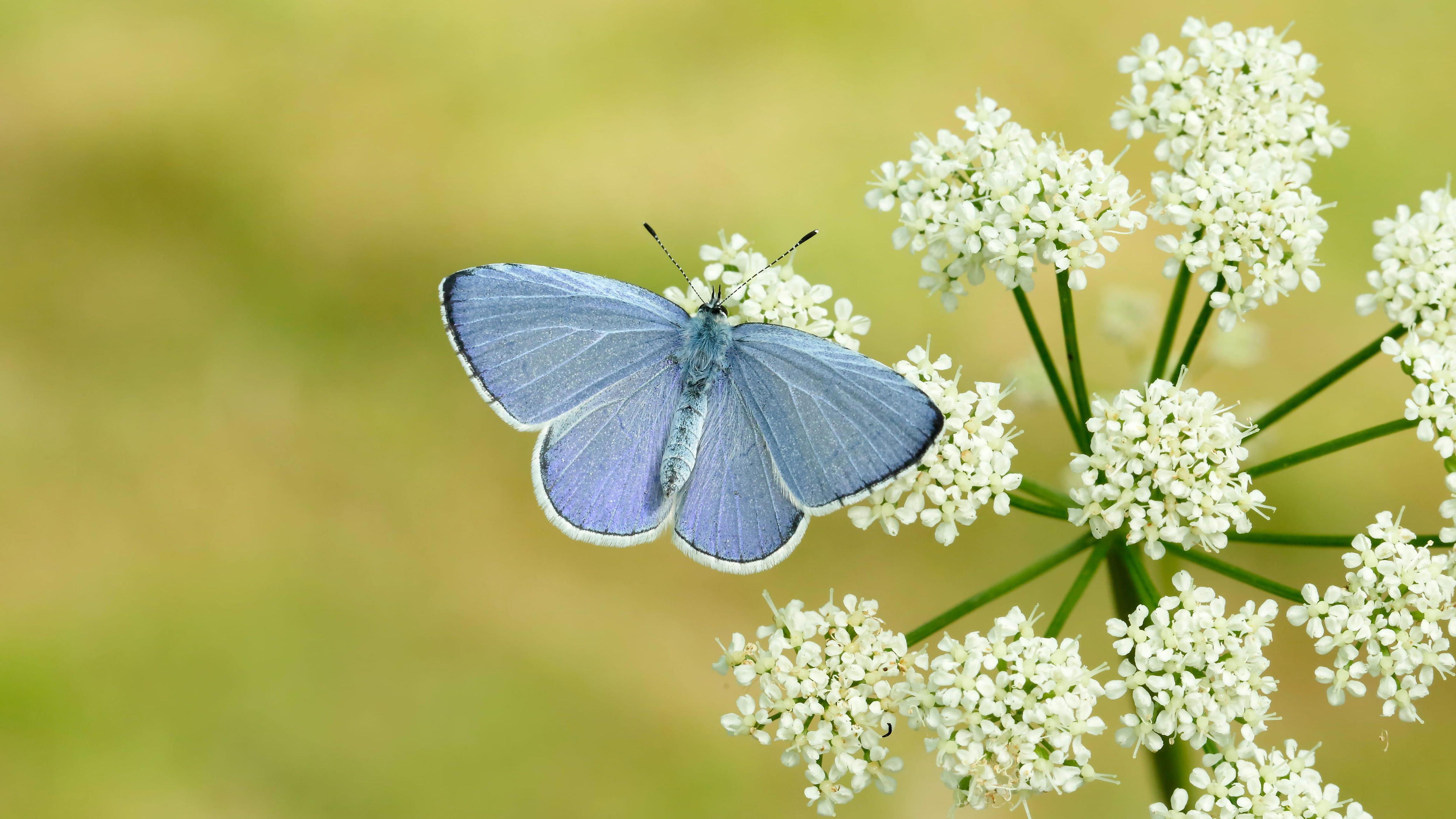 The Holly Blue is one species benefitting from a hot and dry spring