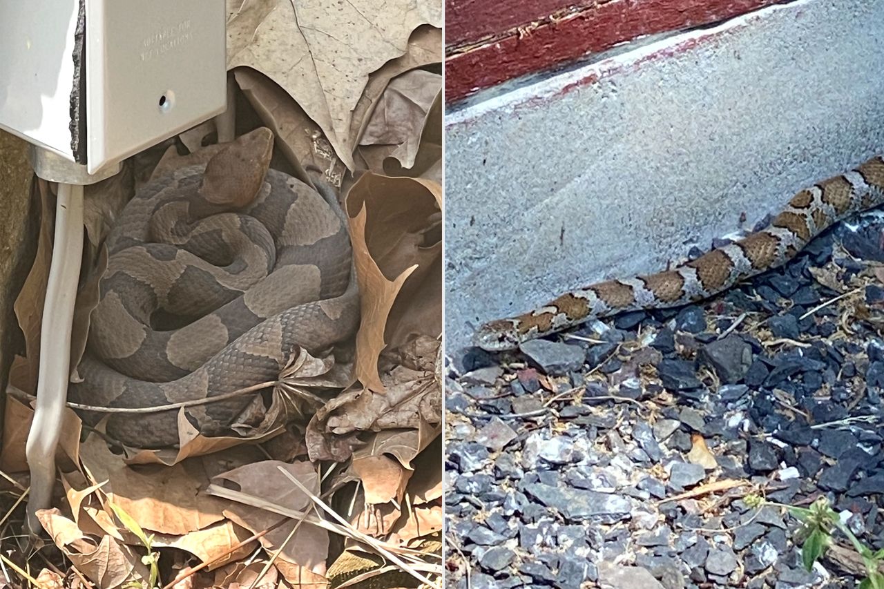 Family Moves Into Abandoned House and Spends $15K to Turn Pool ‘Full of Snakes’ Into ‘Functional And Beautiful’ Garden