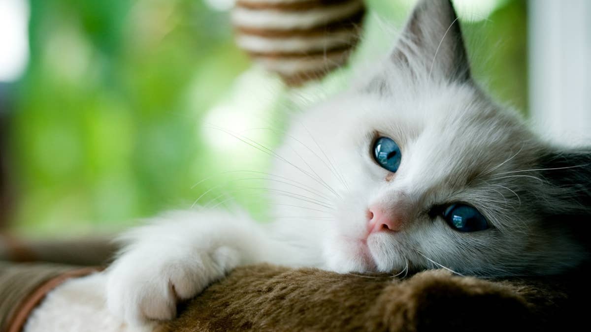 7 Easiest Cat Breeds, According to Experts