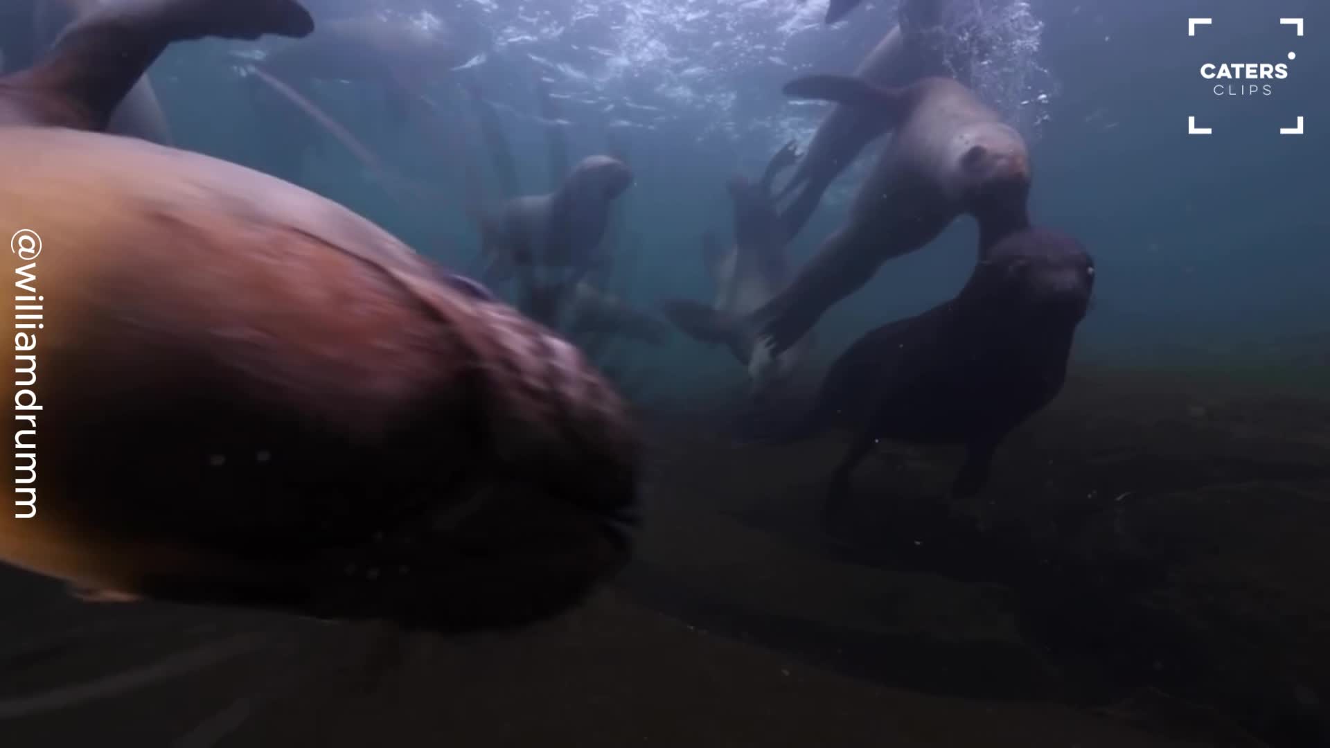 Playful sea lions investigate underwater camera