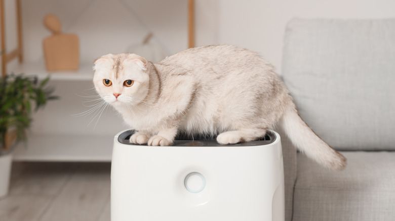 scottish fold on air purifier in living room