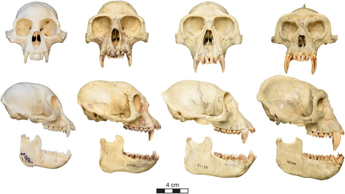 Skull and mandible comparisons of Colobus congoensis and related species. Credit: PLOS One