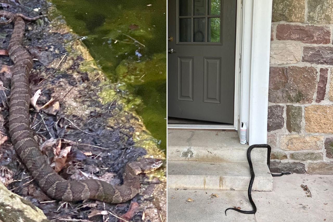 Family Moves Into Abandoned House and Spends $15K to Turn Pool ‘Full of Snakes’ Into ‘Functional And Beautiful’ Garden