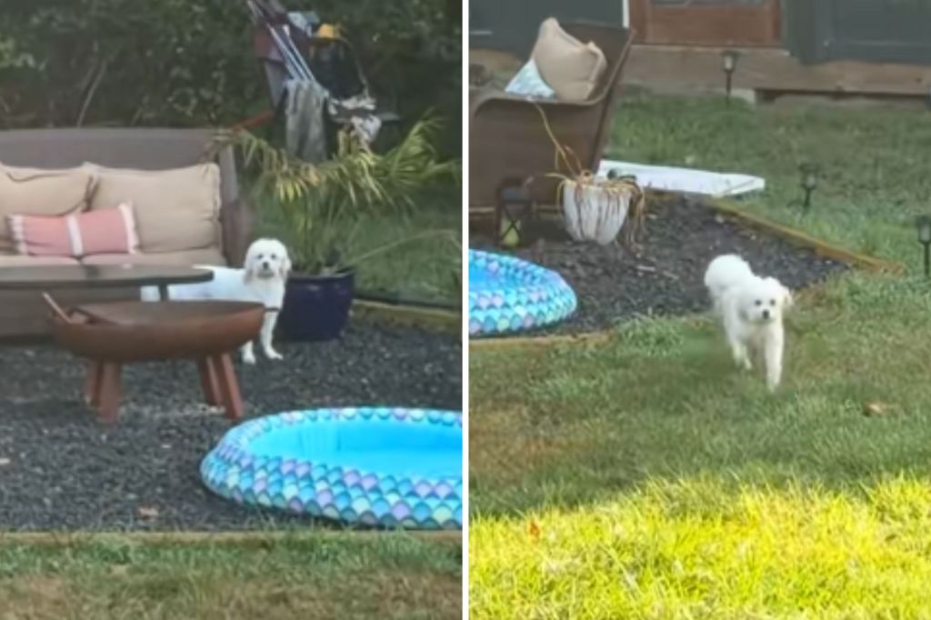 Rescue dog responds to accent